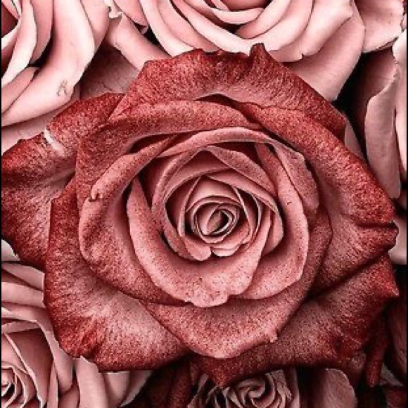 Meet your Posher, Mackenzie - Picture 1 of 1